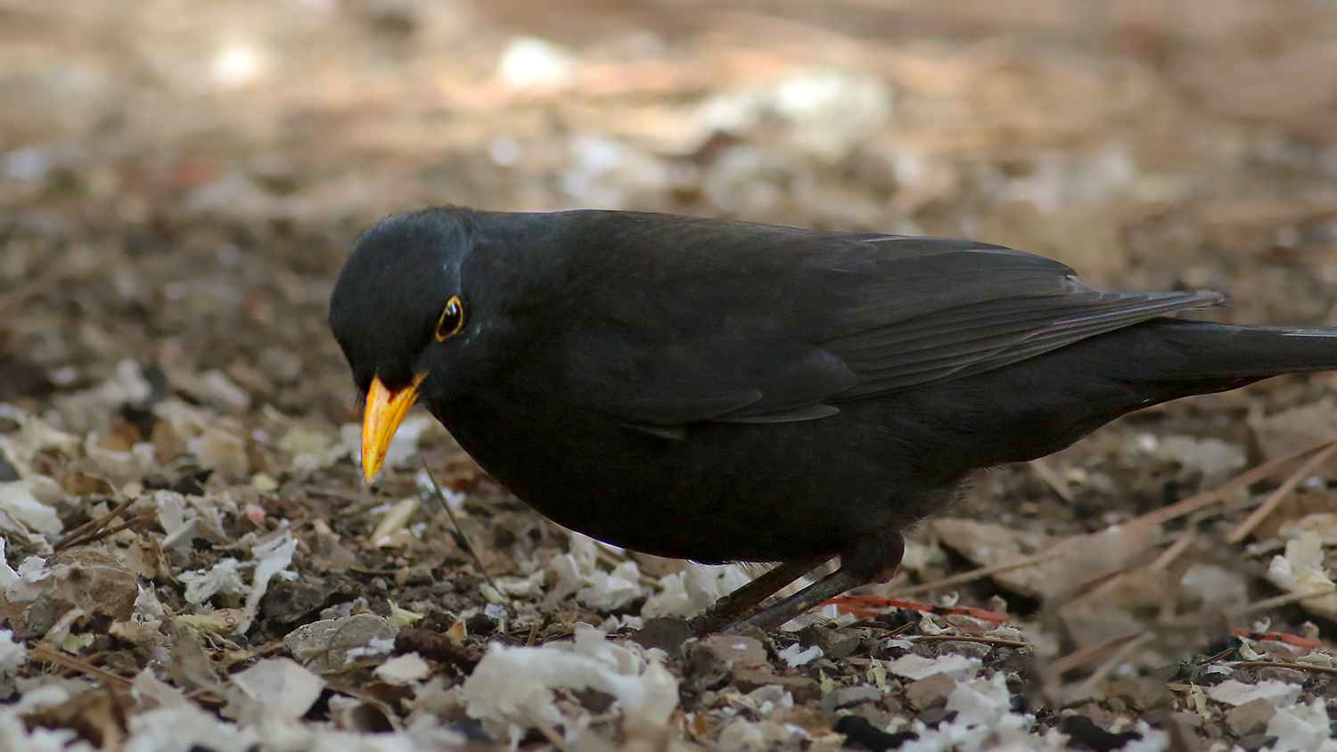 Eurasian Blackbird